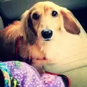 はちのすけ