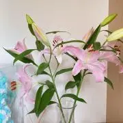 ヒカル