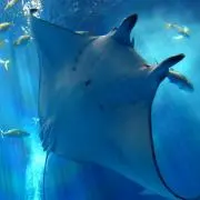 マルペッソの画像