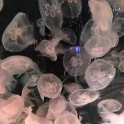 ふみ☆なる