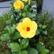☆Ｙ☆(o^－^o) プロフ一読下さい♪の画像