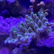 アクリル水槽山田工房の画像
