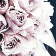 pinkroseの画像