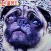 ホルモンBの画像