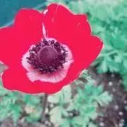 aomaの画像
