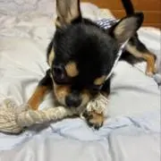 Tkkの画像