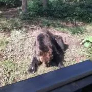 くまちゃんグミの画像