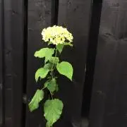 散歩