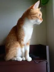 れおの画像