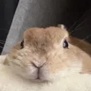 まみりんの画像
