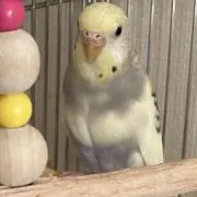 utacoの画像