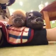 あずきの画像
