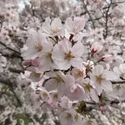Rの画像