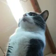 たぬこ