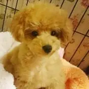 ぽこの画像