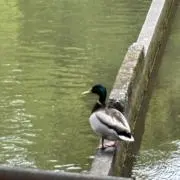 yamの画像