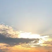 ぴぴの画像