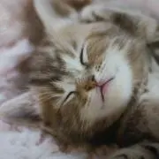 猫ニャーの画像
