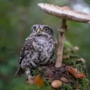 フルート