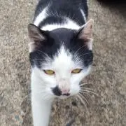 たか