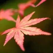 M.Iwa