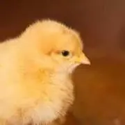 MCヒヨコ