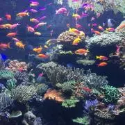 ライリーの画像