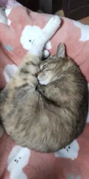 にゃんダース軍曹の画像