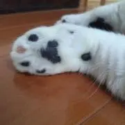 にくきゅう