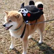 Noboの画像