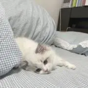 @の画像