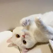 トロの画像
