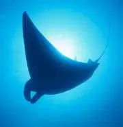 Aquaの画像