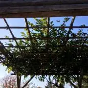 くるみ最中