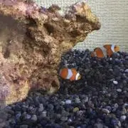 moko2の画像