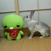 runausagiの画像