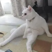 ママ子