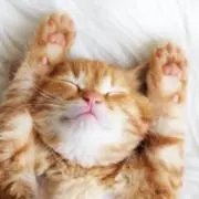 みきねこの画像