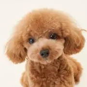 さんちゃん