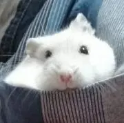 ちょこの画像