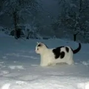 suの画像