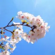 まろの画像