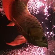 ちぃ