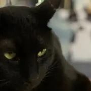 やん