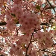 こっとんの画像