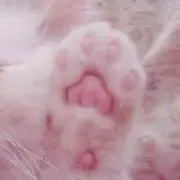 レイ