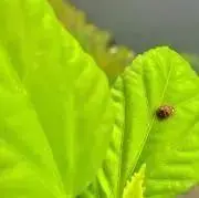 KANYAの画像