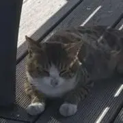 necoの画像