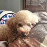 ZANGI
