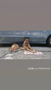 シノ